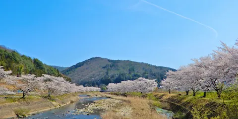 美波羅川 千本桜