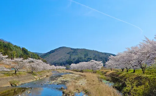 美波羅川 千本桜