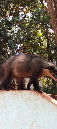 Bosque Municipal Manoel Julio De Almeida-科内利乌－普罗科皮乌