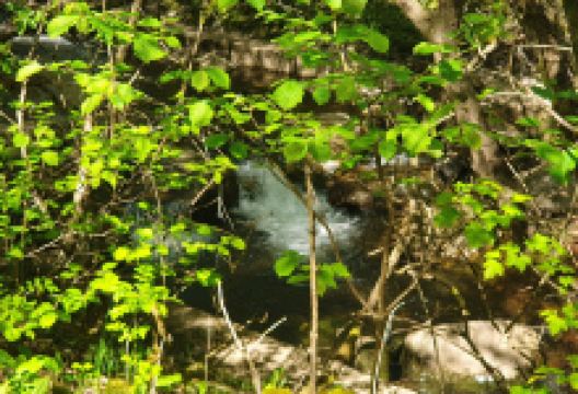 Greenwood Park Ferndale景点图片