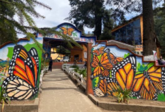 墨西哥埃尔罗萨利奥蝴蝶谷景点图片