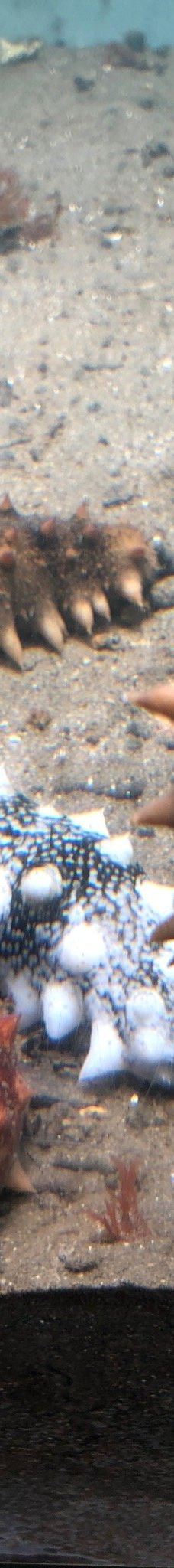 仙台海洋森林水族馆-仙台