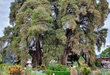 Tree of Tule景点图片