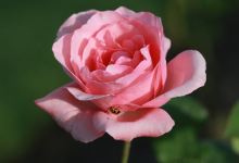 Elizabeth Park Rose Garden景点图片