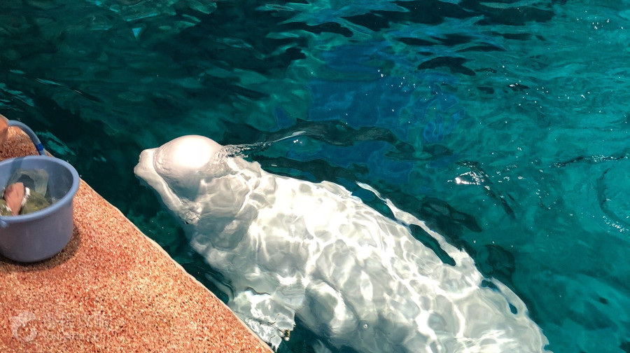 名古屋港水族館