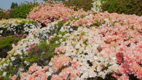 Utagaki Park