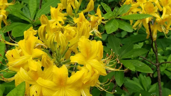 Rhododendron Species Botanical Garden