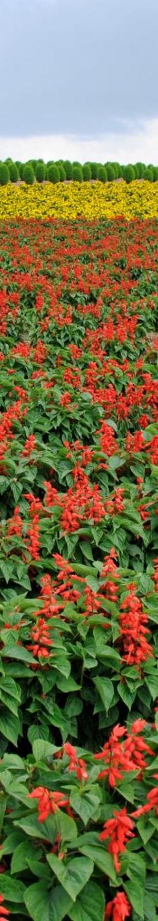 菅野农场-上富良野町