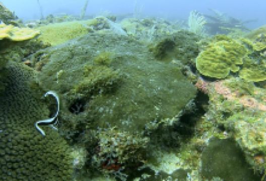 Dive and Green购物图片