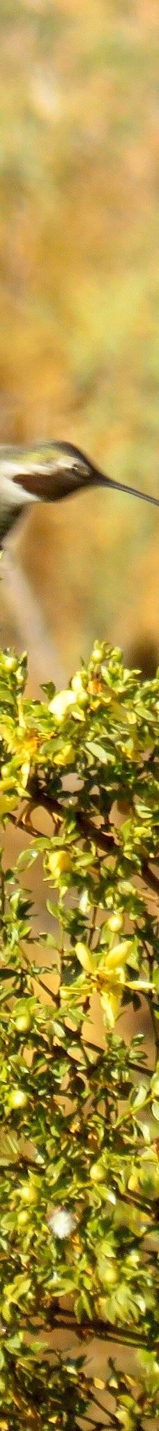 Big Bend of the Colorado-拉芙琳