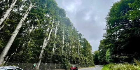 Meikleour Beech Hedge