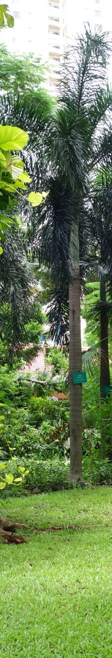 Washington Sycip Park-马卡蒂