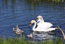 Tophill Low Nature Reserve景点图片