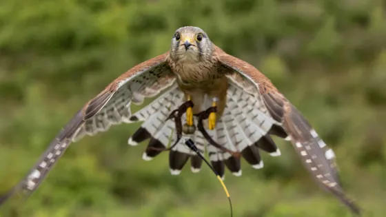 Finn Falconry
