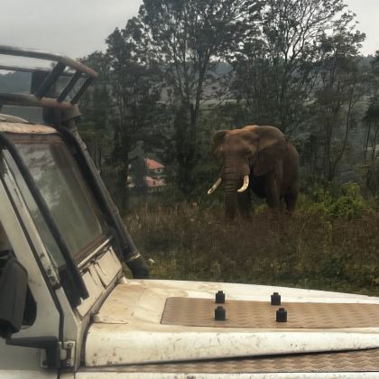 坦桑尼亚塞伦盖蒂国家公园+恩戈罗恩戈罗火山口7日6晚自由行