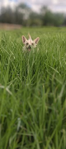 Silver Springs Off-leash Area-卡尔加里