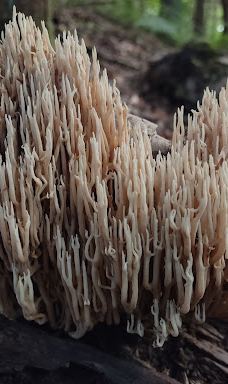 Jones Park-维斯塔