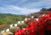 Đồi Hoa Cải - Dalat景点图片