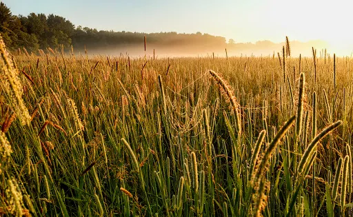 Frohring Meadows
