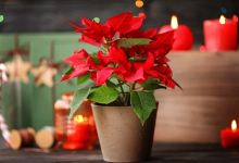 VRTNI CENTAR FLORA购物图片