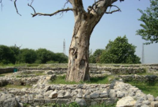 Sirkap Palace景点图片
