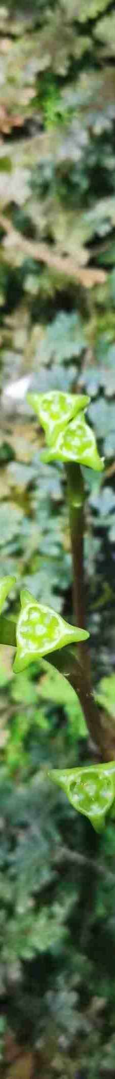 云雾林-新加坡-酒酿圆子辰酱