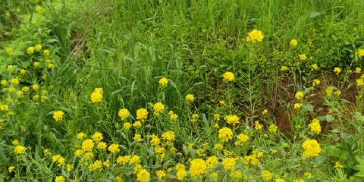 灌湖村健走步道
