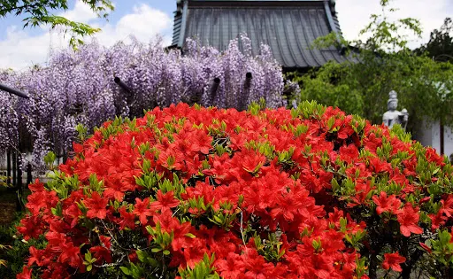龍蔵寺