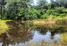 LUFASI Nature Park Lagos景点图片