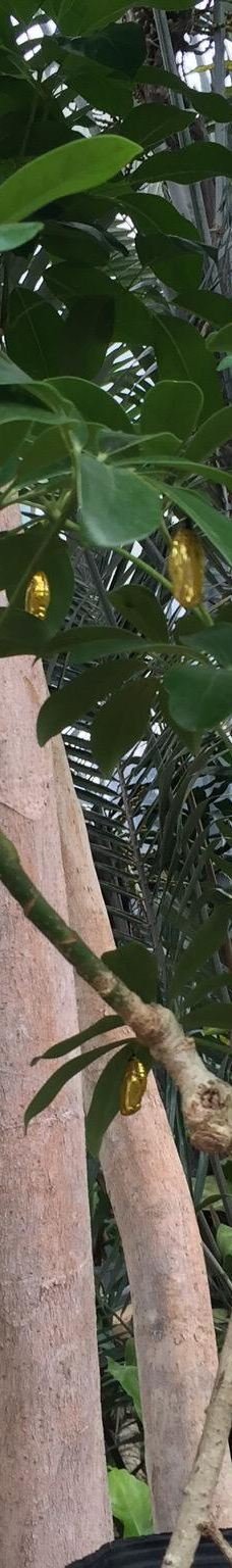 琉宫城蝴蝶园-本部町