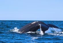 Station de Recherche des Iles Mingan, Inc - Mingan Island Cetacean Study, Inc. (MICS)景点图片