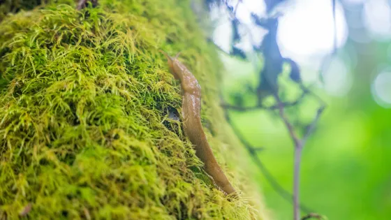 Fern Canyon