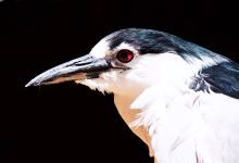 Merced's Applegate Park Zoo景点图片