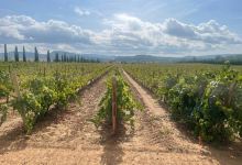 Can Bas Domini Vinicola景点图片
