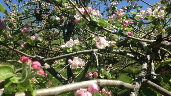 Warrawee Apple Orchard
