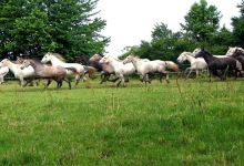 State Stud Farms Djakovo景点图片