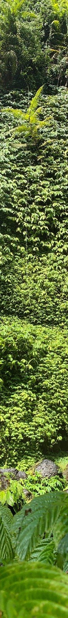 Lemukih Waterfall-巴厘岛