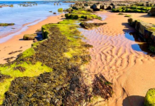 Kingsbarns Beach景点图片