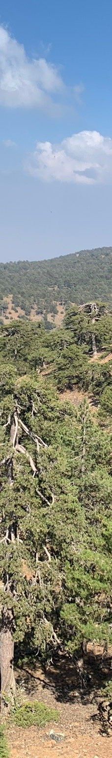 奥林匹斯山-特罗多斯山