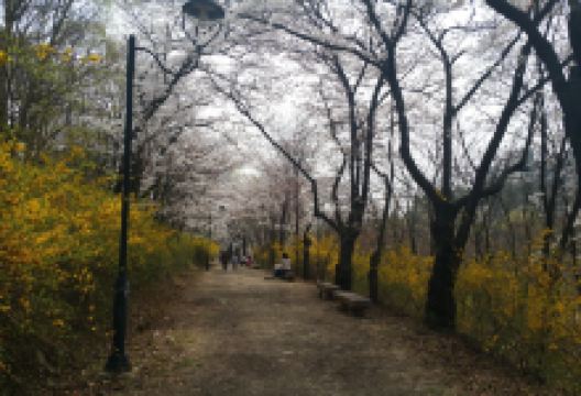 陵南大学爱之路景点图片