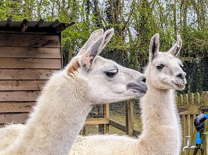 Woodside Animal Farm and Leisure Park