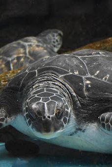 八户市水产科学馆Marient-八户