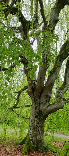 Aulendorf Park-奥伦多夫
