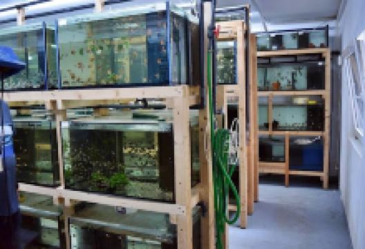 Zierfischzucht Kotterba购物图片