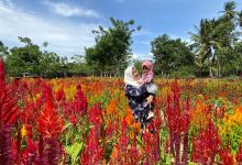 Alesha Celosia Garden景点图片
