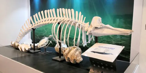 亞庇水族館暨海事博物館