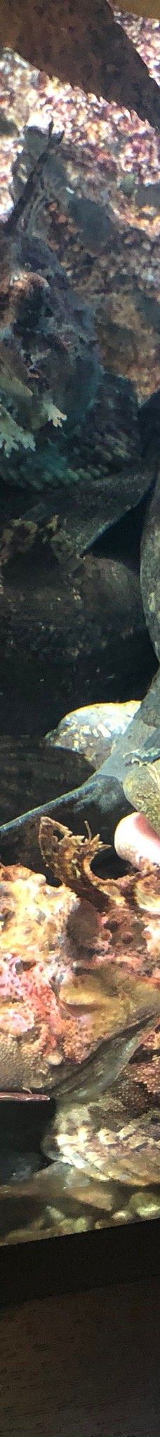 仙台海洋森林水族馆-仙台