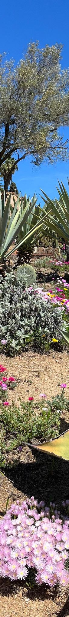 Jardí Botànic Tropical Paratge Pinya de Rosa-布拉内斯