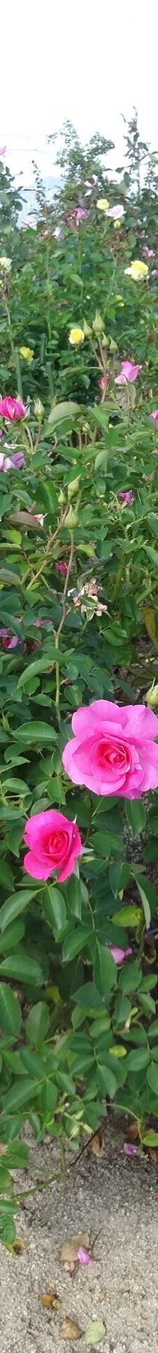 Yoshiumi Rose Park-今治市