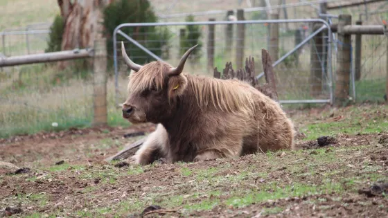 Denmark Animal Farm & Pentland Alpaca Stud